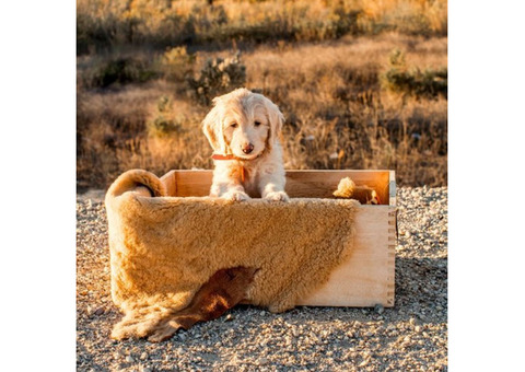 Oc Goldendoodle Breeder