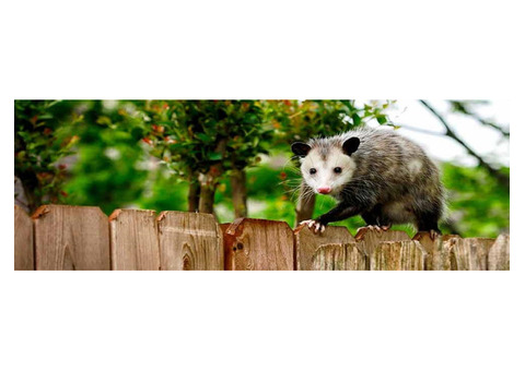 Humane Possum Removal Sydney