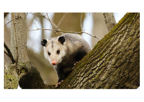 Humane Possum Removal Perth