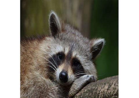 Raccoon Removal Services in NJ – ALCO Animal & Pest Control