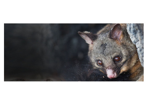 Humane Possum Removal