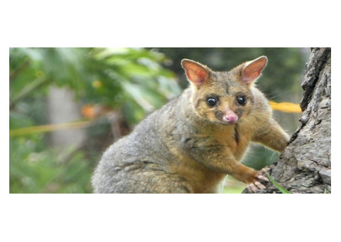 Humane Possum Removal Canberra