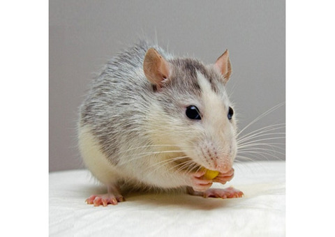 Rat Control in NJ – ALCO Animal & Pest Control