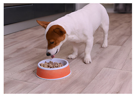 How to Transition Your Dog to Homemade Dog Food Smoothly