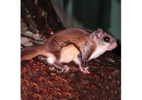 Flying Squirrel Removal in Essex County, NJ