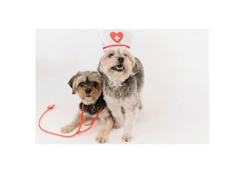 Trusted Care at Boynton Beach Animal Hospital