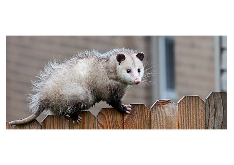 711 Possum Removal Brisbane