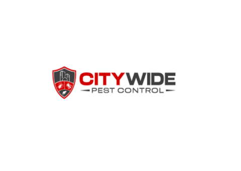 City Wide Wasp Removal Brisbane