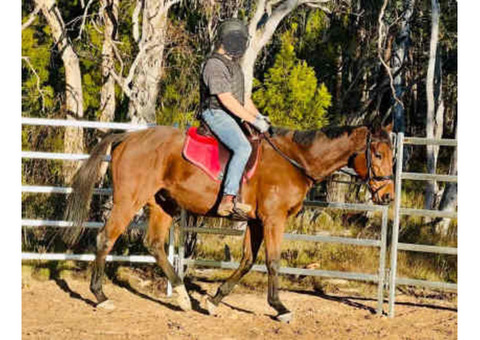 9 year old thoroughbred Gelding