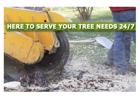 Stump Grinding NJ – Amazing Tree Services