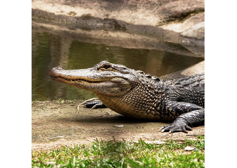 Crocodile Safari in Ranthambore - Chambal Gharial Sanctuary