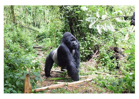 3 Days Gorilla Trekking Bwindi