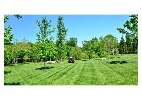 Professional Lawn Cut and Trim Services Near Me