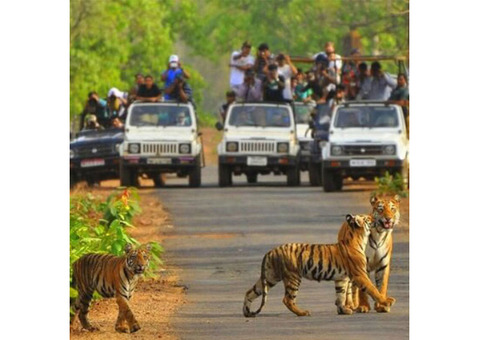 Excursion Around Sariska Tiger Reserve - Embrace Nature’s Majesty