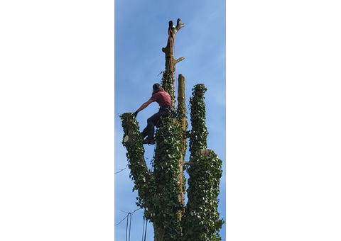 The Guys Tree Service