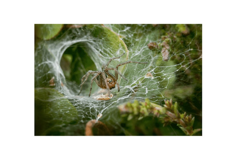 Expert Backyard Spider Control Michigan Services