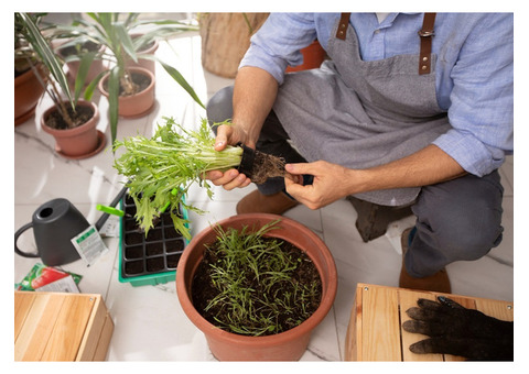 Plants for Kitchen Garden in India