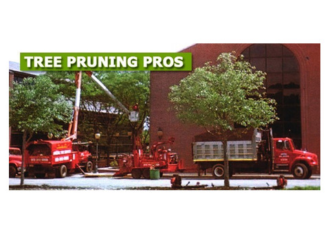 Tree Pruning Services in NJ – Amazing Tree Services