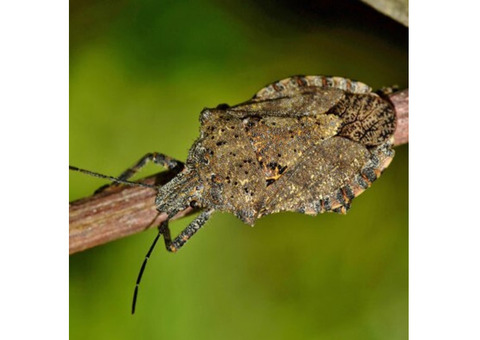 Stink Bug Control – ALCO Animal & Pest Control