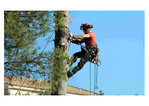 Expert Arborist Services in Orange Park: Your Tree Care Specialists