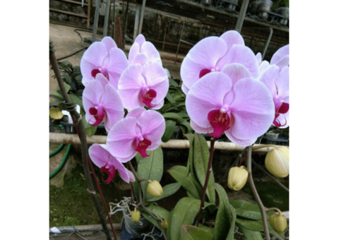 Thai Orchid Flower – Exotic Blooms that Bring a Touch of Thailand