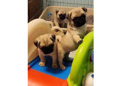 Adorable Pug puppies ready for adoption