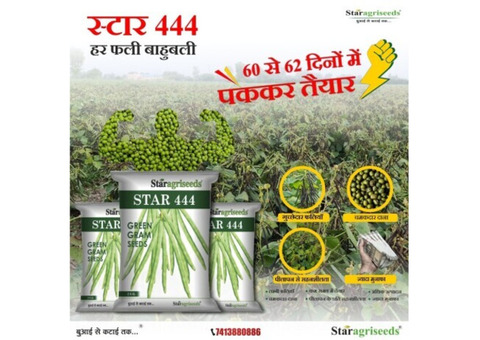 High Quality Star 444 Moong Seed for Farming by StarAgriSeeds