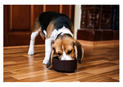 Is Wet Dog Food Safe for Everyday Feeding?