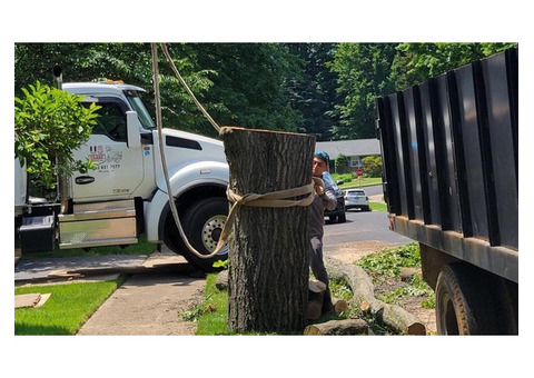 Reliable Tree Removal Service in Leesburg, VA, with Safety in Mind