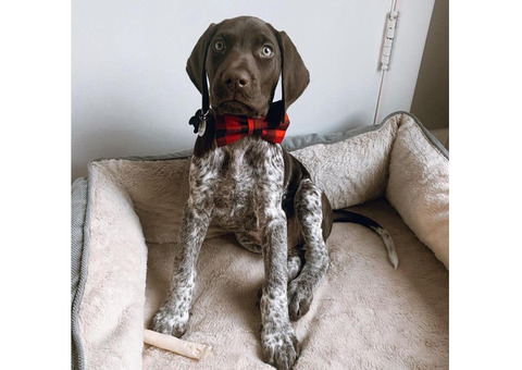 German Shorthaired Pointer Puppies for Sale in PA