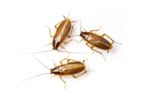 Cockroach Inspection NJ – ALCO Animal & Pest Control