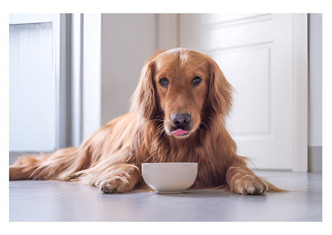 Homemade Dog Food for Puppies for Healthy Growth