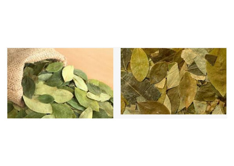 Buy Coca Leaves Online