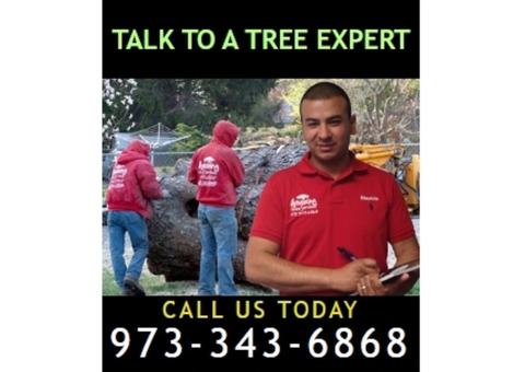 Commercial Tree Service in NJ – Amazing Tree Services