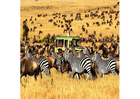 Explore the Wonders of Kenya with Bigzone Safaris