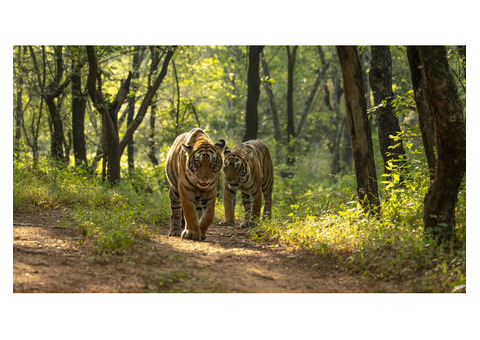 Experience Majesty of Wild with Ranthambore Tiger Safari