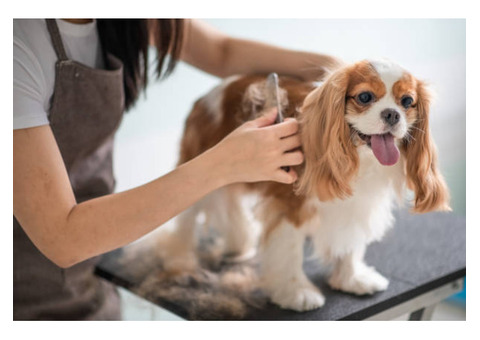 Buddies Mobile Pet Grooming and Care | Pet Groomer in Cumming