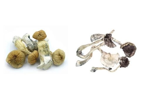 Buy Dried Mushrooms Online