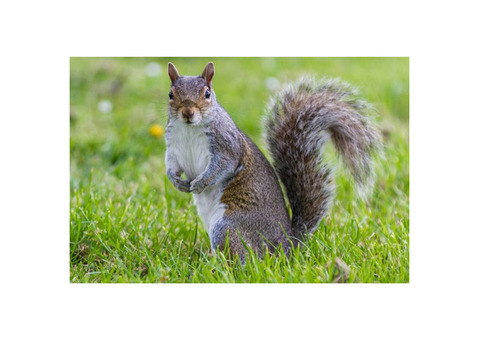 Humane Dead Squirrel Removal Novi Services