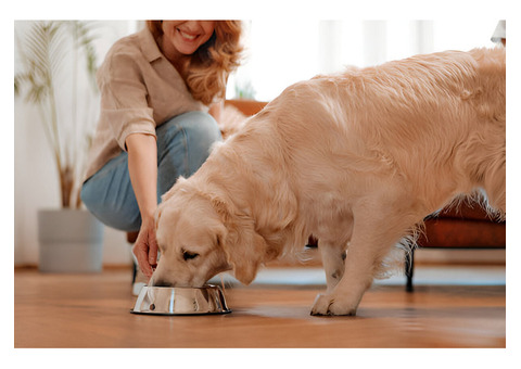 Why Fresh Dog Food is the Best Choice for Your Pet’s Health