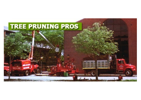 Commercial Tree Pruning Experts