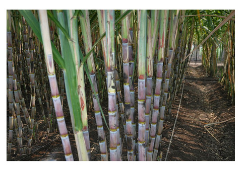 Best Sugarcane Drip Irrigation System in Andhra Pradesh