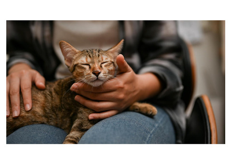 Why Choose Cat Rescue in California for Adoption?