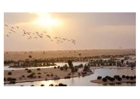 Al Qudra Desert: A Serene Escape in Dubai’s Wilderness