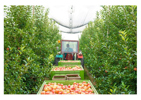 Enhancing Fruit Development with BioAg Innovations