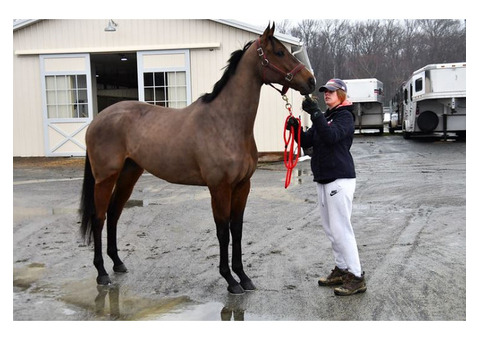 8yr thoroughbred gelding 16.2 h for a new home