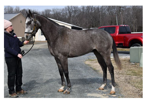 Herb Elias - 3yr 15.3 h Thoroughbred gelding