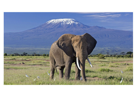 Kenya Safari Tours | Unforgettable Wildlife Adventures