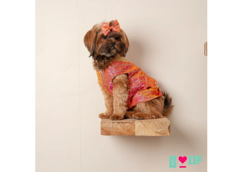 Perfect Dog Clothes for All Breeds and Sizes