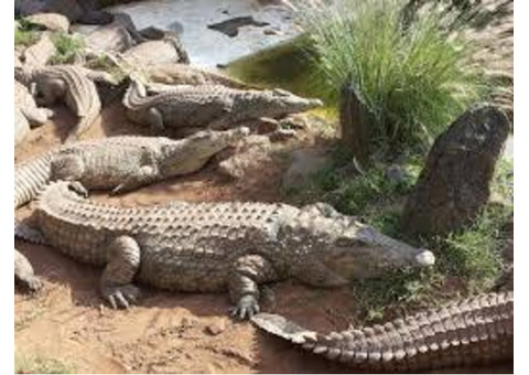 Explore Nairobi’s Mamba Village Crocodile Farm